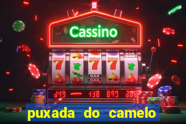 puxada do camelo jogo do bicho